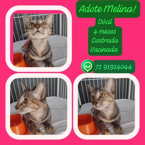 Adote a gatinha Melina