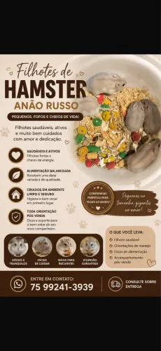 Hamster Anão