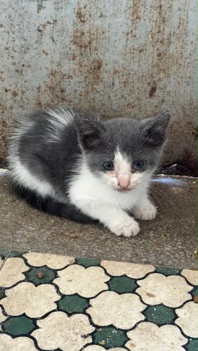 Adote um gatinho, ajude a salvar uma vida animal