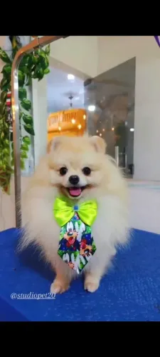Lulu da pomerania para cruza. Com pedigree e veio de Santa Catarina.