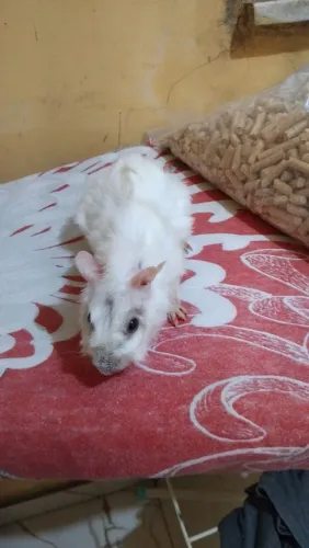 Vendo porquinho da india