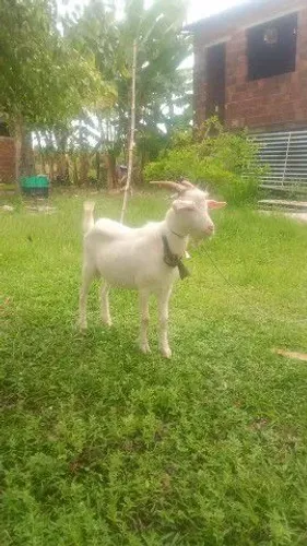 Cabrito Saanen
