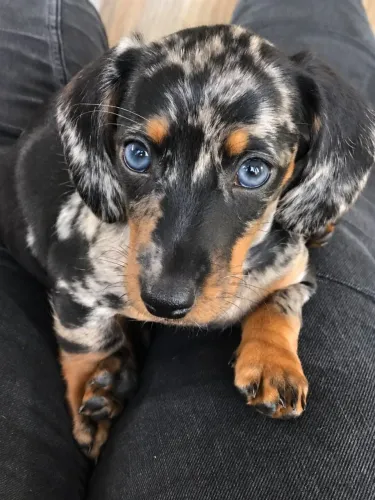 Dachshund salsichinha fêmea arlequim em até 12x