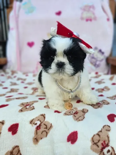 Filhotes focinho achatado Shih Tzu/ Shitzu vacinados com garantias macho e fêmea
