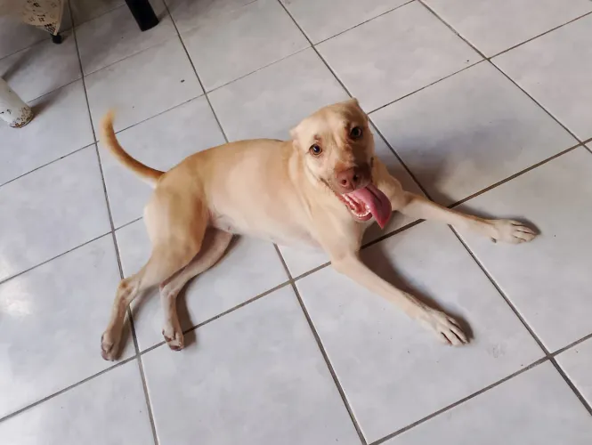Doação de cachorros