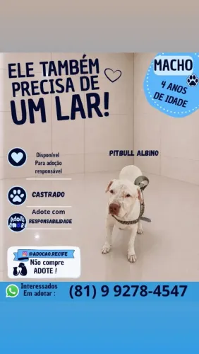 Doa-se Pitbull macho 04 anos e castrado. 