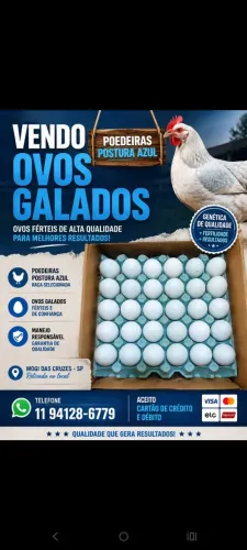 Ovos galados poedeira azul