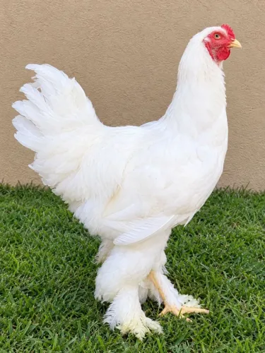 Frango da raça Brahma