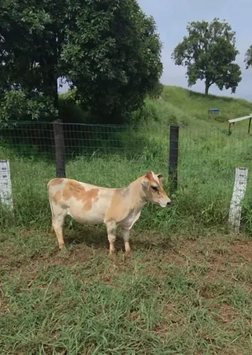 Mini vaca