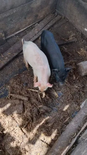 Leitão vendo um casal 450