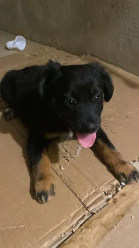 Cachorrinha filhote peluda 