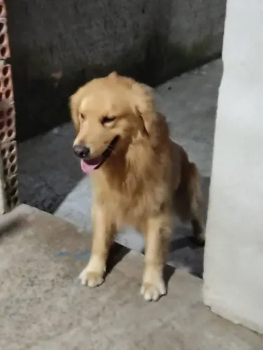 Golden retriever