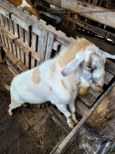 Bode anglo nubiano com saanen para reprodução 