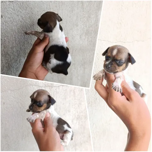 Pincher fêmea pequenininha