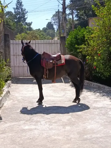 Sela Australiana