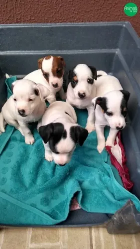 lindos chihuahua x pinscher