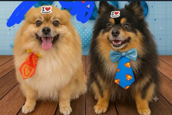 Casal Lulu da Pomerânia/Spitz Alemão