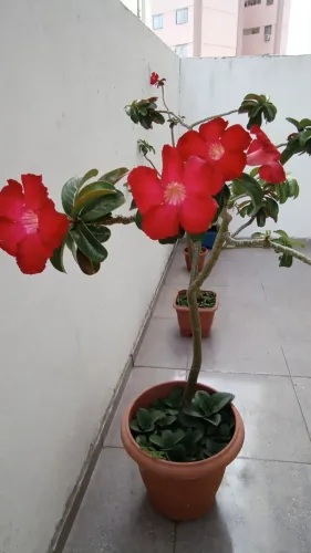 Vendo duas rosas do deserto 