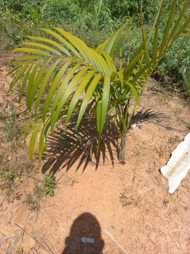 SIM..