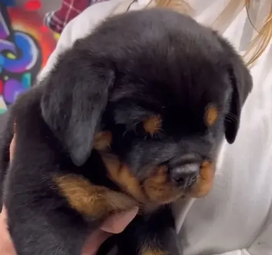 ROTTWEILER FILHOTES À VENDA