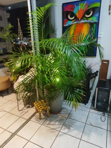 Areca-bambu Planta Grande Já com Vaso e espeto de iluminação verde 