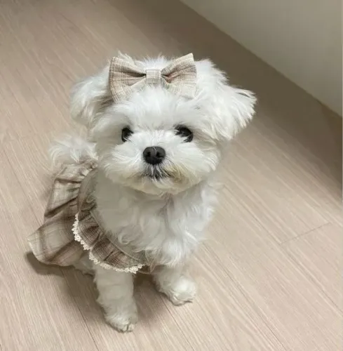 MALTÊS - FILHOTES BEM CUIDADOS