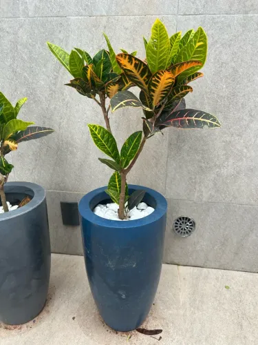 Croton Petra