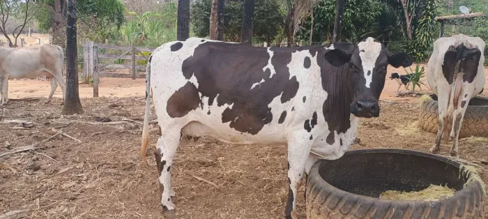 Vacas leiteiras