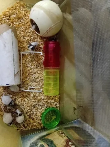Doa se mini ratos