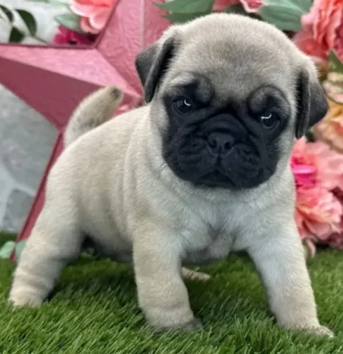 Pug Filhotes Abricot Excelente Temperamento. 