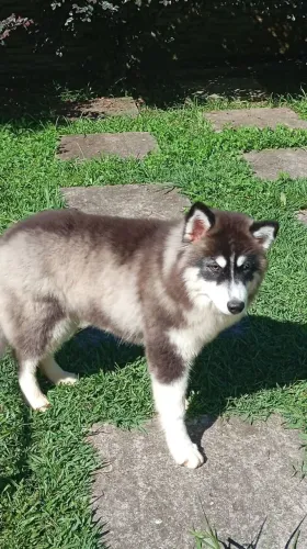 Husky Siberiano 7 meses