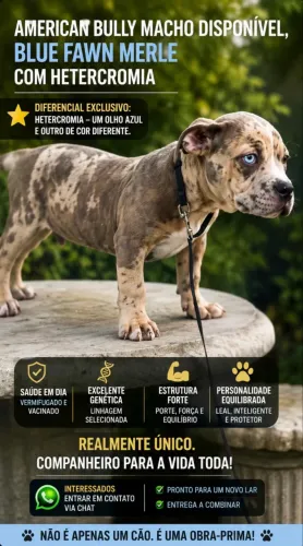? AMERICAN BULLY MACHO DISPONÍVEL ? ? Blue Fawn Merle com heterocromia ?