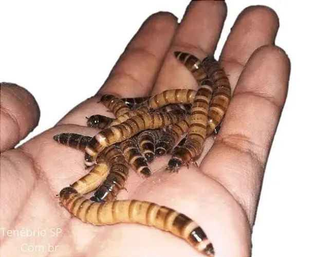 Tenébrio Molitor Gigante