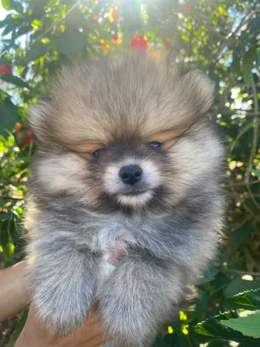 Lulu da Pomerania Macho