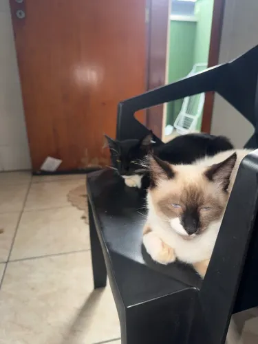 Gatos para doação 