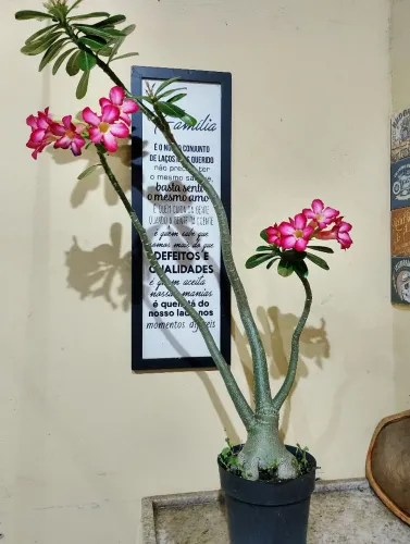 Rosa deserto