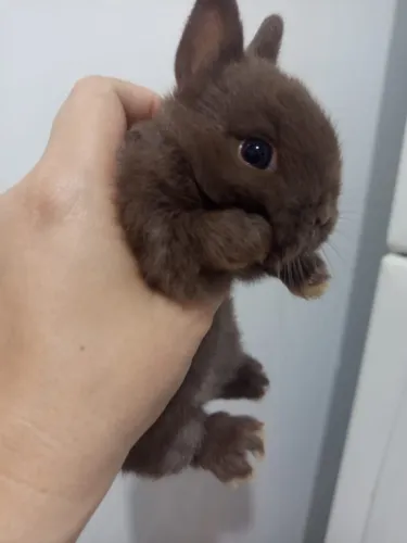 Mini coelhos - Netherland Dwarf