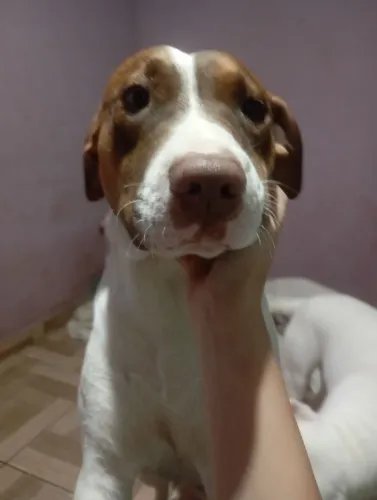 Doa esse Pit Bull de 1 ano pra quem tenha condiçoes de adotar doação responsável