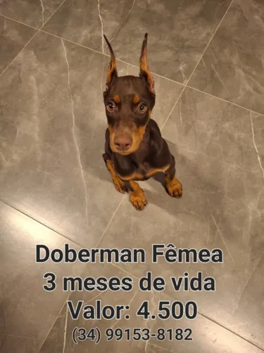 Cachorro Doberman 