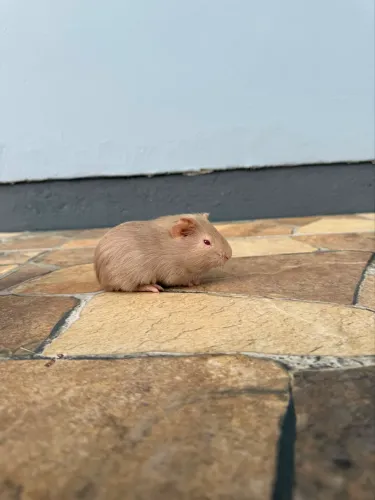 Filhotes machos de porquinho da índia 