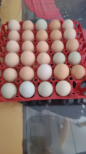 Ovos
