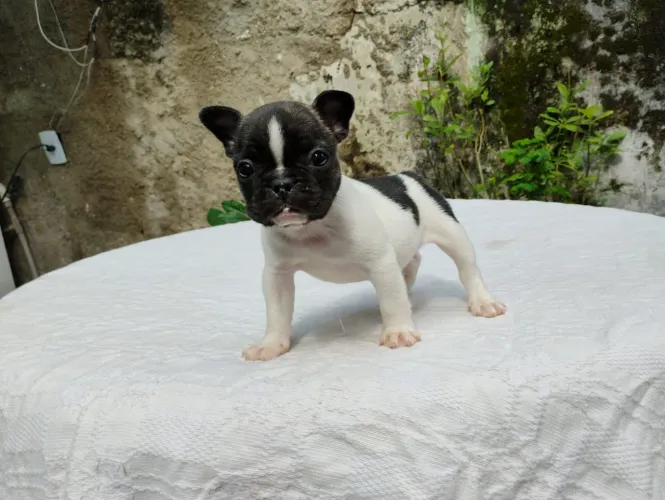 Bulldog francês