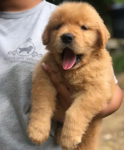 Golden dom 70 dias vacinado