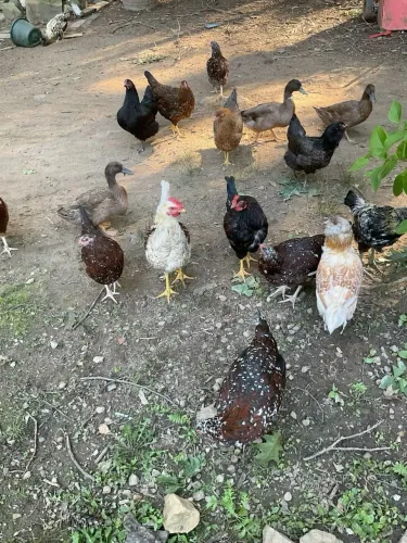 Galinhas