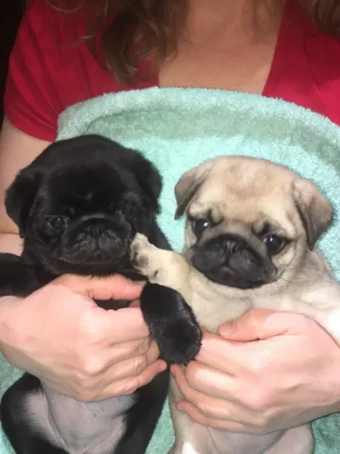 Casal de Pug a pronta entrega- com pedigree 