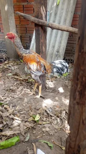 Frango índio gigante