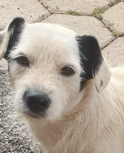Lindo Apolo para adoção 