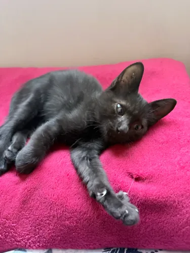 Gatinha para adoção 