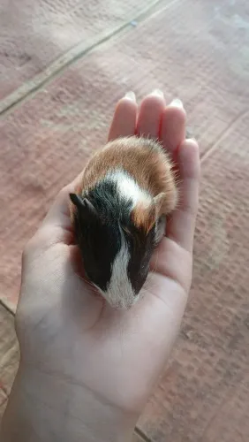 Porquinhos da índia 