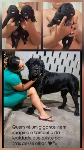 Cane corso filhotes